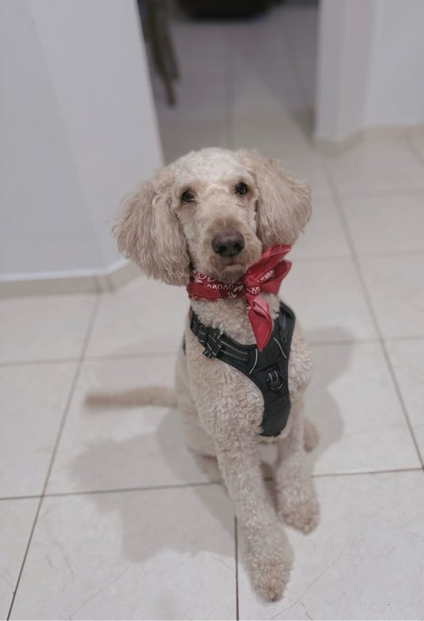 Milo the doodle after his groom, wearing a red bandana