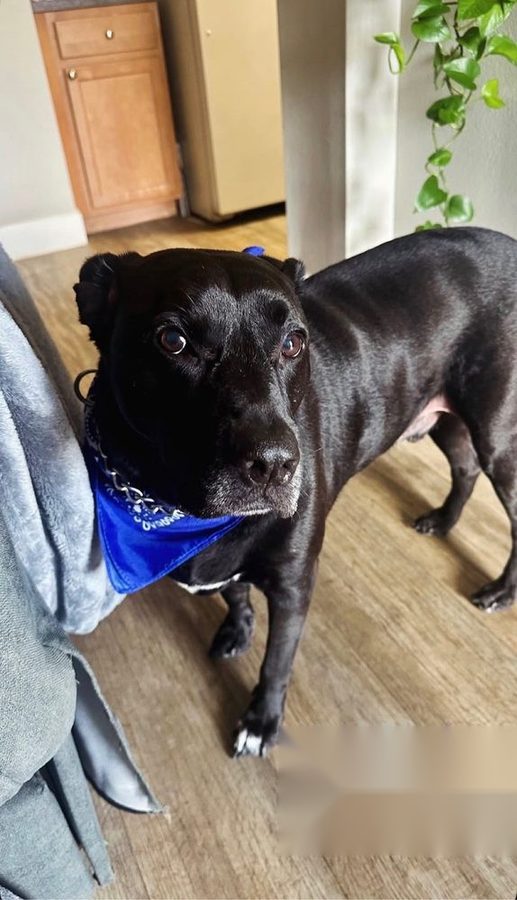 Zion after his groom, wearing a blue bandana