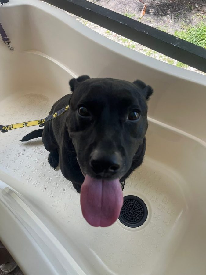 Zion in the grooming tub before his bath