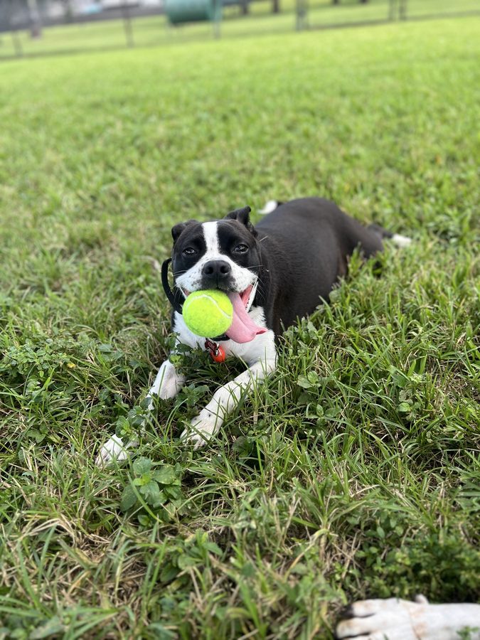 Kobe lying in the grass holding a tennis ball