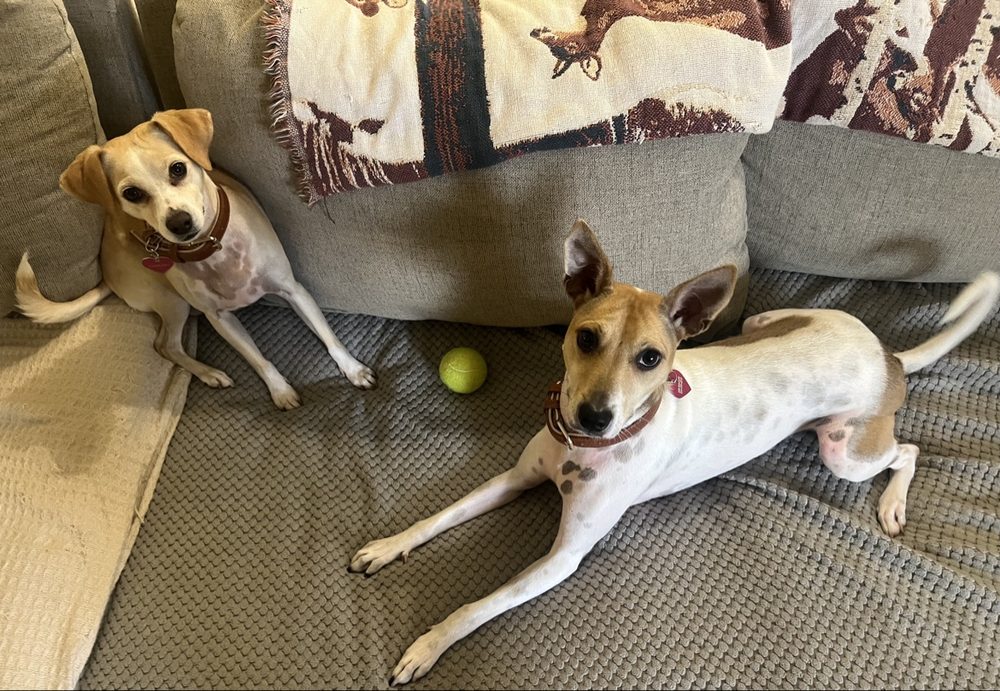 Rio and Roadie relaxing together on the couch